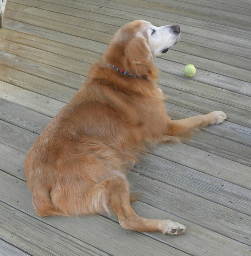 Rex