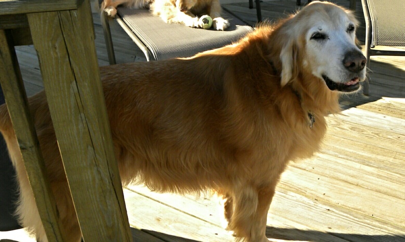 Rex
