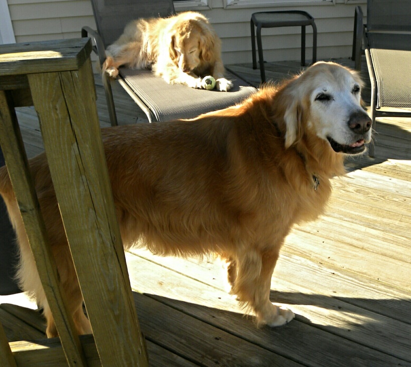 Rex
