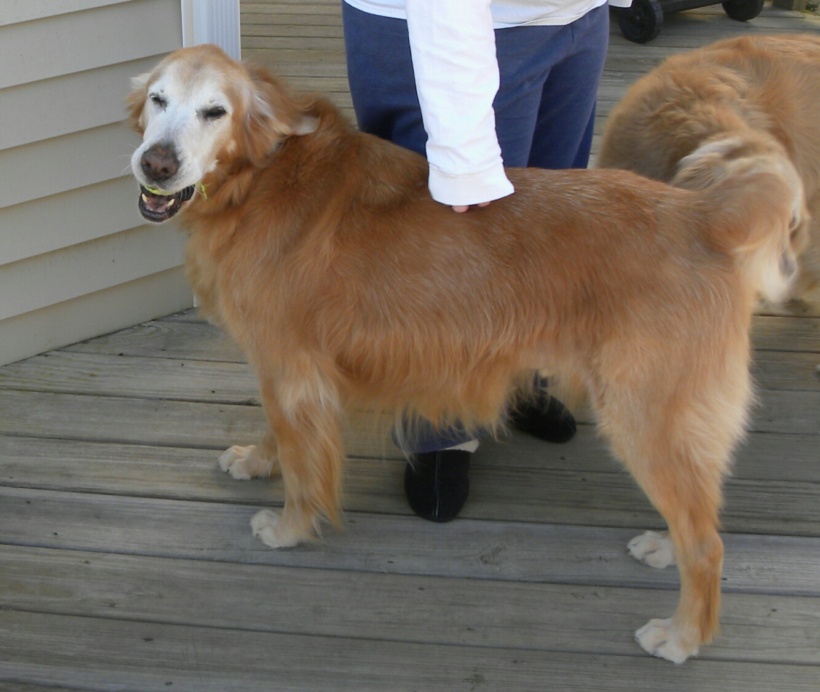 Rex