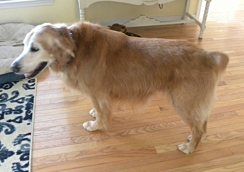 Rex