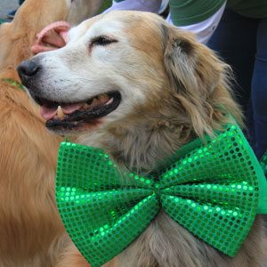 3/16/2019 – St. Patrick’s Day Parade