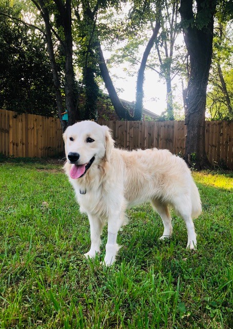 Quinn now Pete – Adopted 6/2019