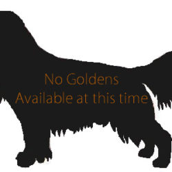 No Goldens Available at this time