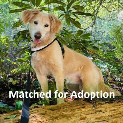 Aboo – Matched For Adoption