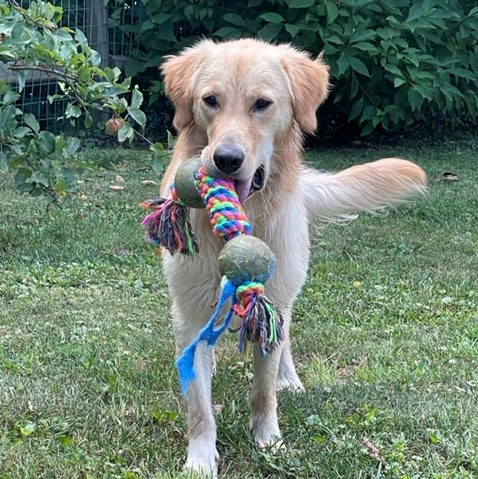 Rowdy now Beau – Adopted 6/2021