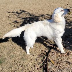 Winnie – Adopted 1/2023
