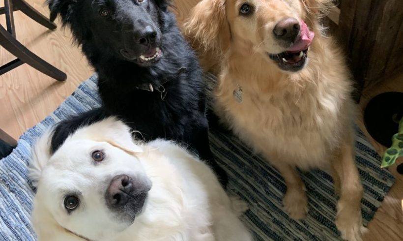 Sunny Day – Adopted 2/2023