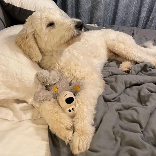 Sam now Teddy – Adopted 3/2023