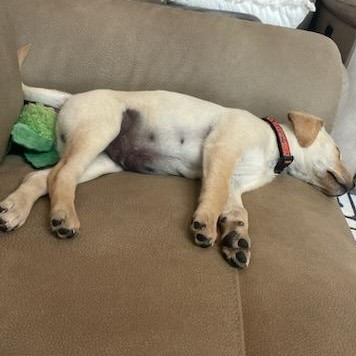 Winston now Sammy – Adopted 4/2023