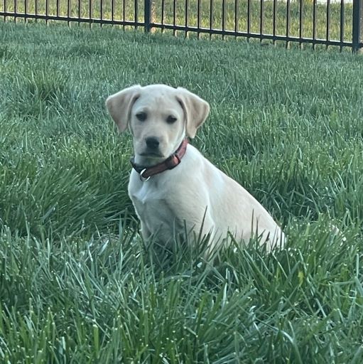 Winston now Sammy – Adopted 4/2023