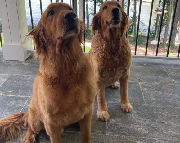 George and Gracie – Adopted 7/2023 George and Gracie – Adopted 7/2023