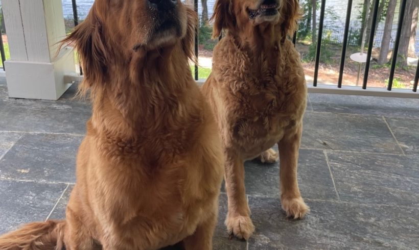 George and Gracie – Adopted 7/2023