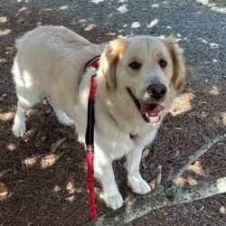 Rex – Not Ready for Adoption