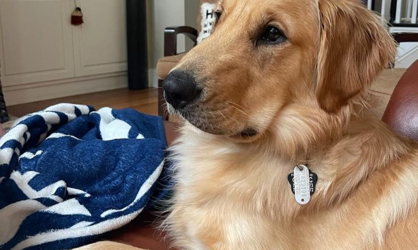 Chase – Adopted 5/2024