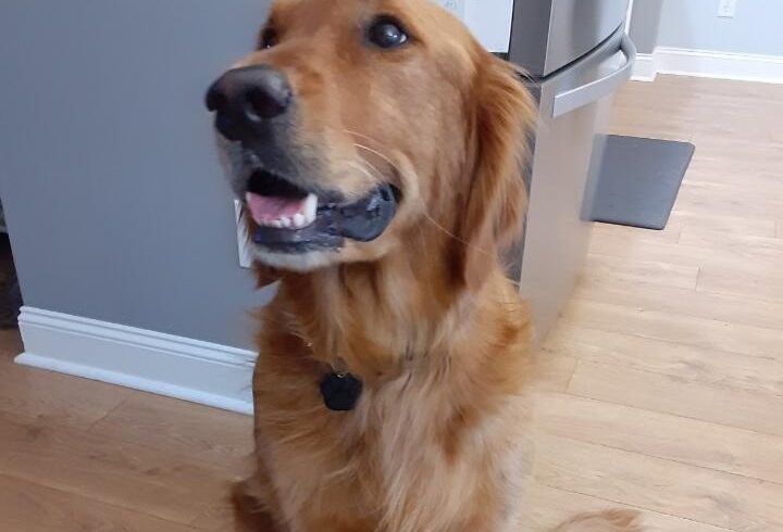 Henry – Adopted 5/2024