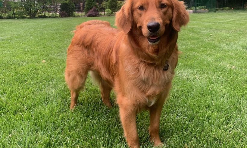 Penny – Adopted 5/2024