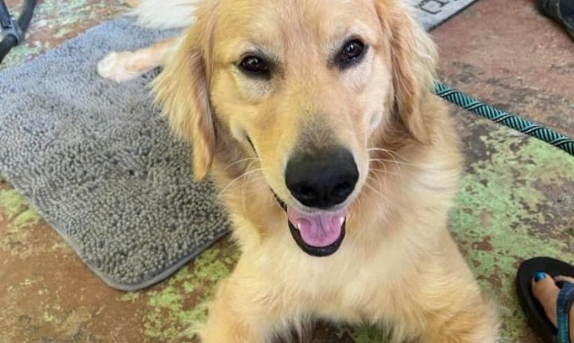 Charlie – Adopted 6/2024
