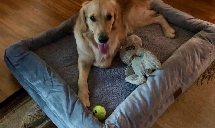 Alfie – Adopted 7/2024