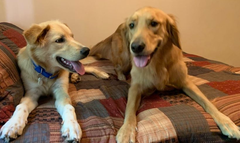 Pete – Adopted 8/2024