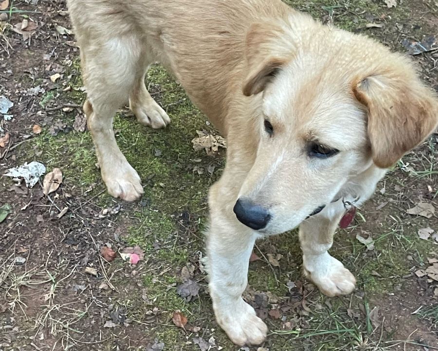 All Dogs – Golden Retriever Rescue Club of Charlotte