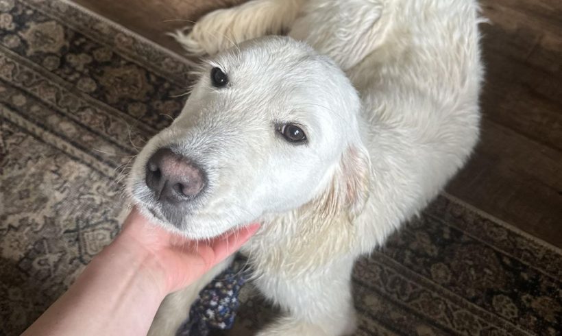 Daisy – Adopted 9/2024
