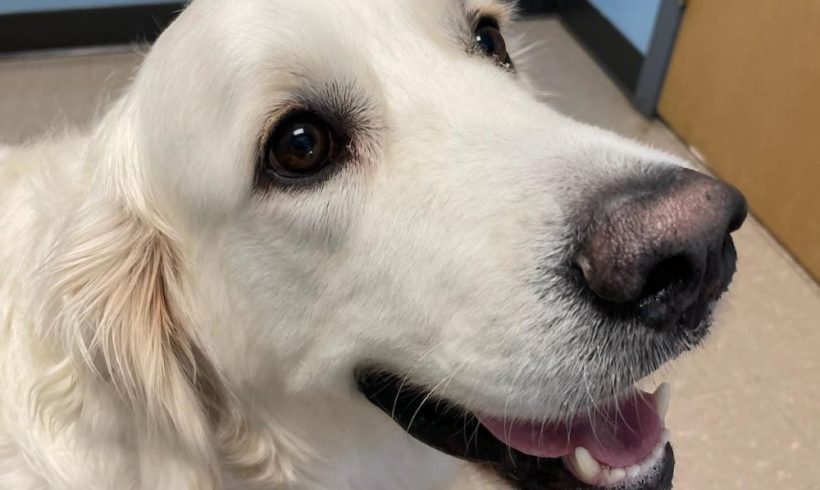Samson now Dash – Adopted 9/2024