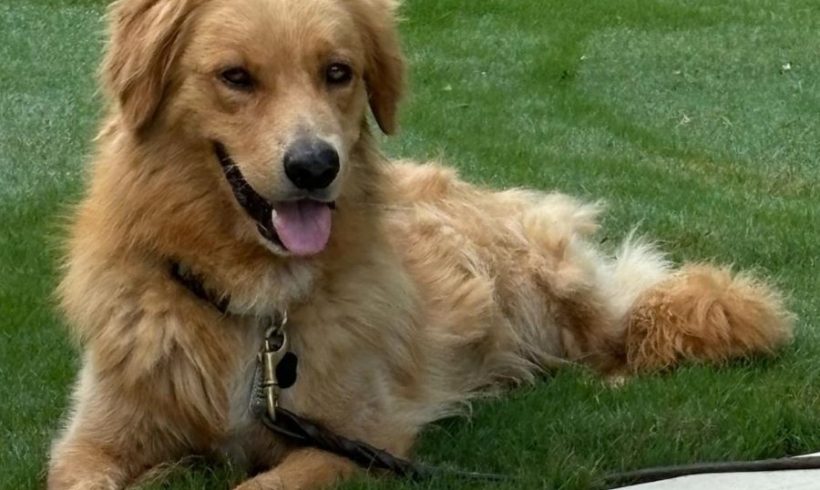 Simon now Champ – Adopted 10/2024