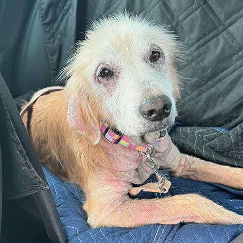 Chassie – Forever Foster