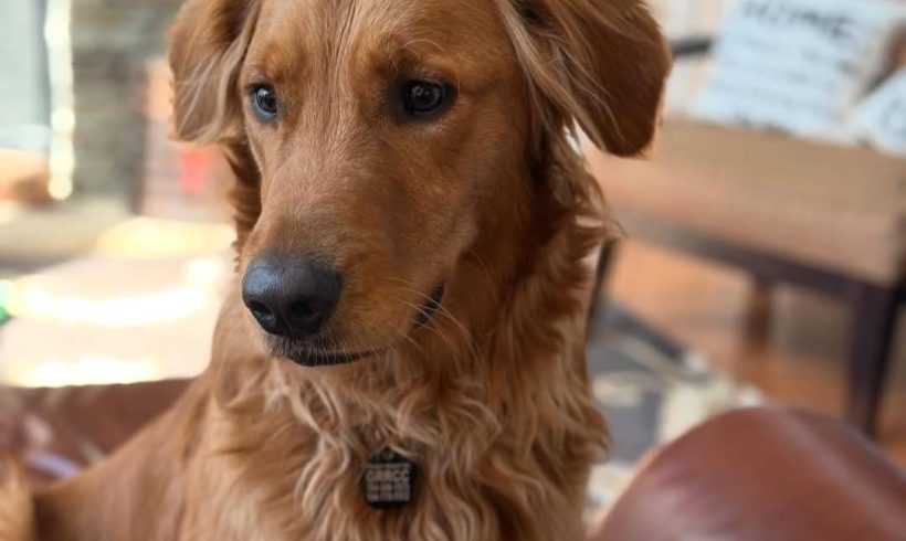 Peanut – Adopted 02/2025