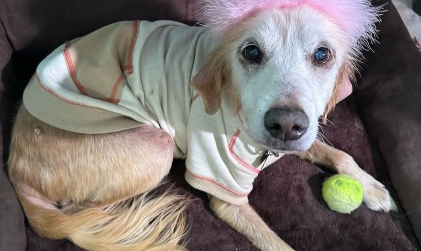 Chassie – Forever Foster 12/2024