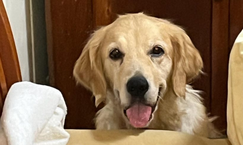 Lainey – Adopted 02/2025