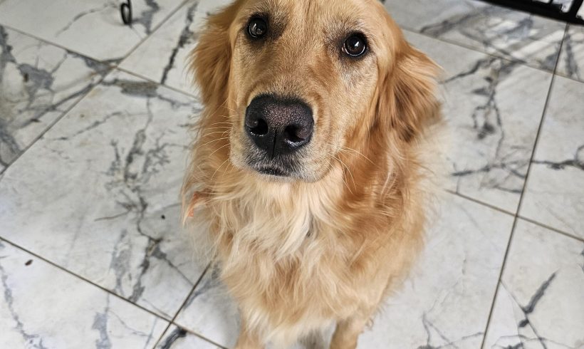 Lulu – Adopted 12/2024