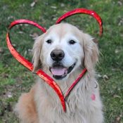 have-a-heart_250x250